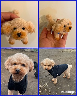 プードルのオーダーサンプル