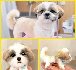 シーズーのオーダーサンプル